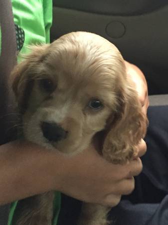 Cocker Spaniel Puppy