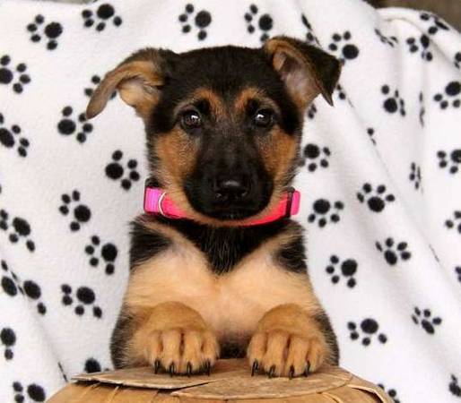 Coco Color German Shepherd puppy (Salt Lake City, UT)