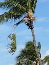 Coconut Tree Trimming And Removal BEST PRICES AND SAFEST ON ISLAND (All Maui)
