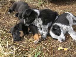 Collie heeler Puppies