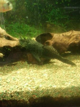 Colony of bristlenose plecos and cory cats (United States)