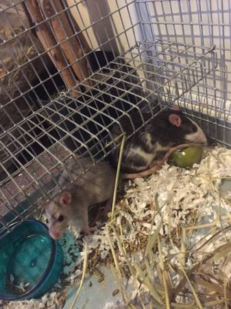 Colorful rats bicolor and brindle