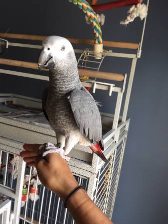 Congo African Grey