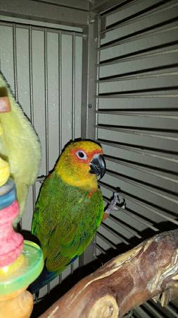 Conure Bird (New Orleans)