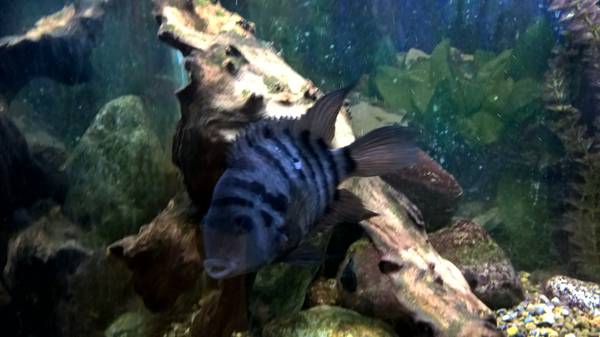 Convict Cichlids (Wasilla)