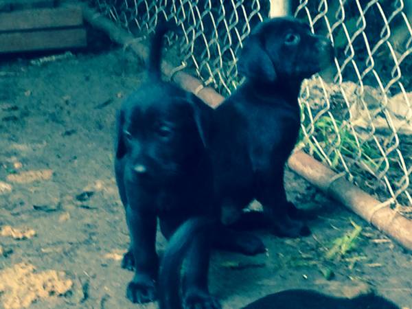 Coonhound puppies (Ennis)