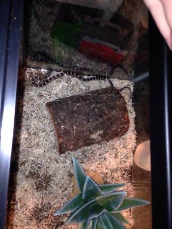 Corn snake for sale (Hendersonville)