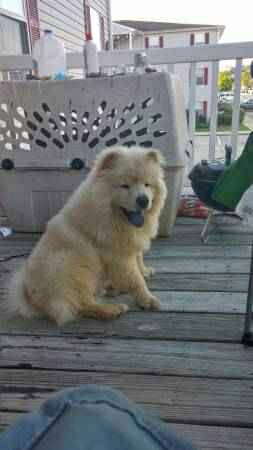 cream chow chow (Orange grove)