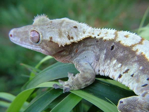 crested geckos (Ridgeway)