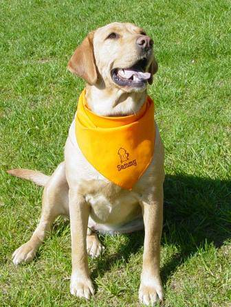 Custom Dog Bandanas (Abingdon)