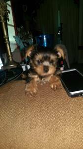 Cute AKC Yorkshire Terrier Puppy