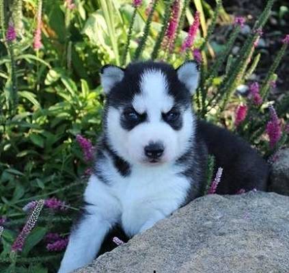 CUTE AND ADORABLE MALE AND FEMALE SIBERIANS HUSKIES PUPPIES AVAILABLE.