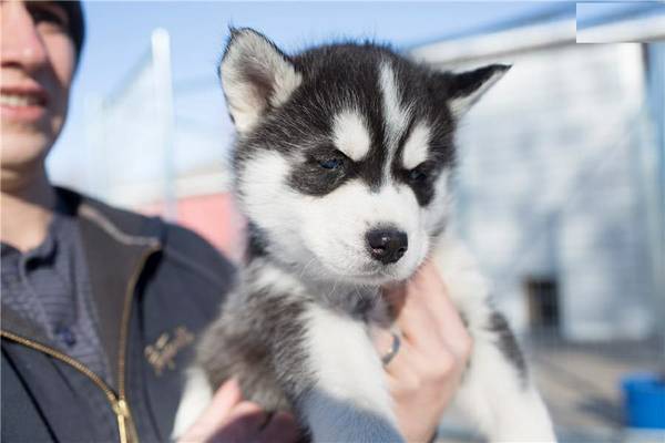 Cute and Adorable Siberian husky Puppies for Adoption (miami)