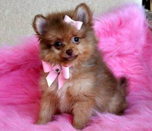 Cute and Awesome Teacup Pomeranian puppies for good homes
