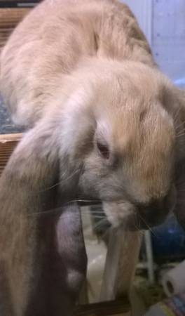 cute baby bunny looking for home (littleton)