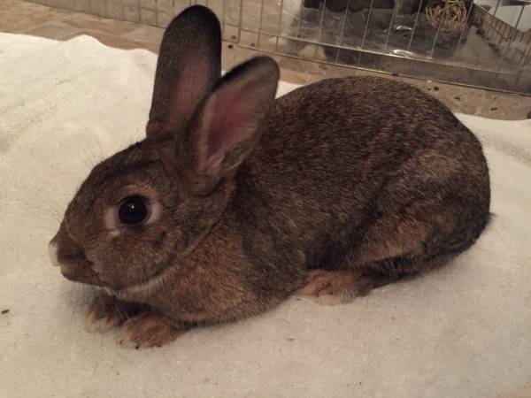 Cute female rabbit needs a new home (Downtown)