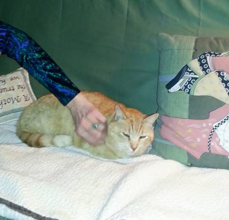 Cute Friendly Male Tabby Needs home (Monmouth Jct.)