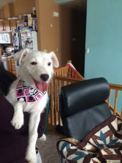 Cute Jack Russell, female, spayed (South Anchorage)