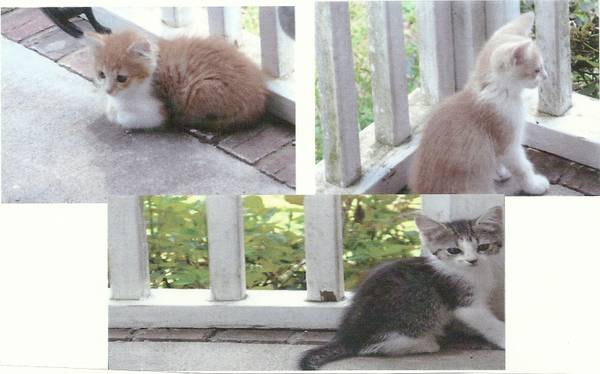 Cute kittens to good homes (Chapel Hill, TN)