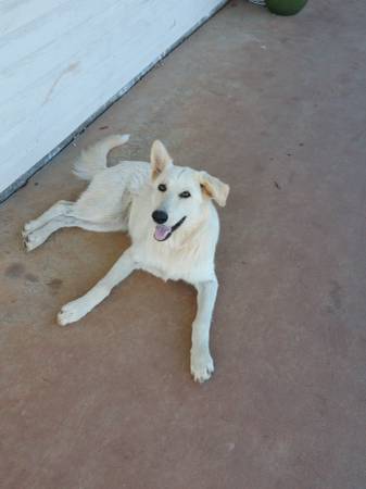 Cute, loveable white dog (Meeker)