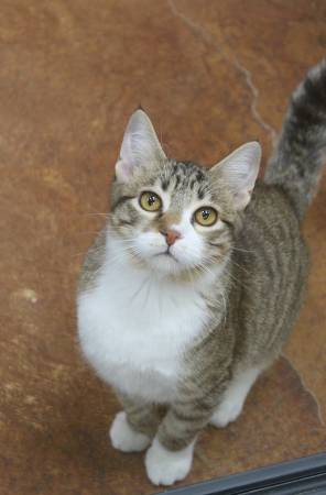 Cute Male Kitty Must see (Benbrook)