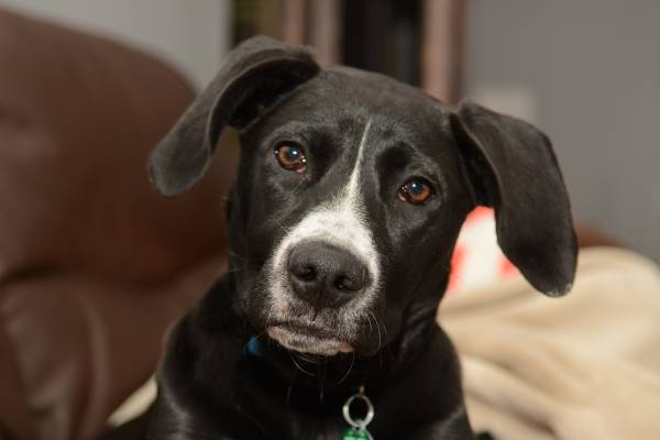 Cute mixed breed short hair female dog (Lees Summit)