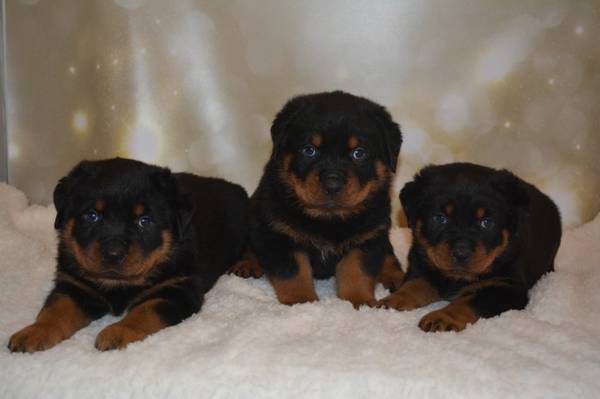 Cute Rottweiler Pups.