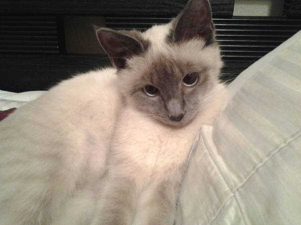 Cute Siamese Mix Cat For Sale (Slidell, LA)