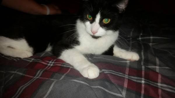 Cute Teenage Male Kitten Fixed and microchip 40 rehome fee (Romulus)