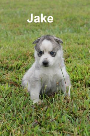 Cutest little blue