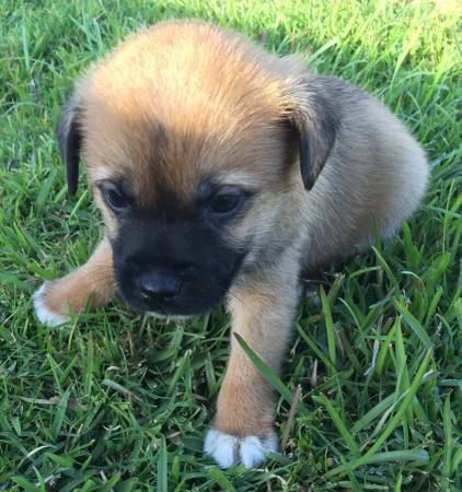 Cuties Chihuahua Toy Fox Terrier Puppies (Leeward)