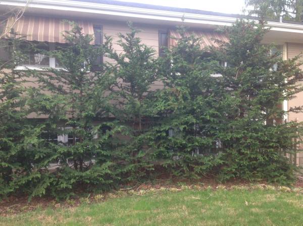 Cypress Fernspray Trees (Manassas)