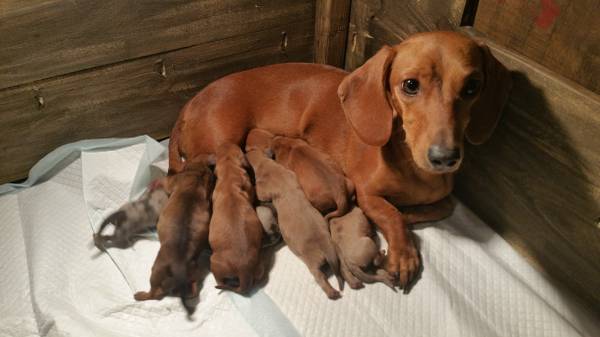 Dachshund Puppies ready for New Years (Perryville MD)