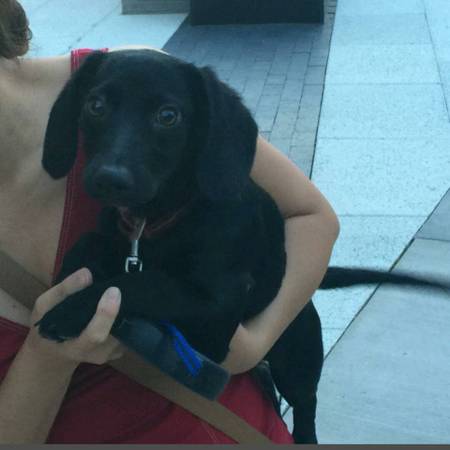 DachshundLab Mix Puppy (Northern VA)