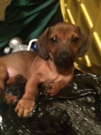 DachsundMiniature Pinscher mix