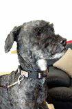 DANIELLE1.5 yr old 10.5 lb Black with White markings Female Poodle (Azle)