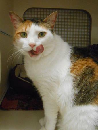 Darling, confident and outgoing lap kitty (Dennys Pet World Kirkland)