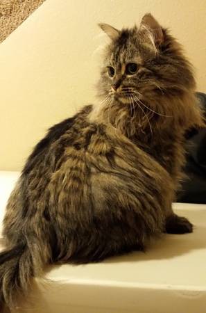 DARLING MAINE COON MIX GIRL