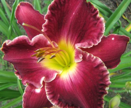 Daylily farm open field sale (3595 Fender Rd Camp Springs, Ky)