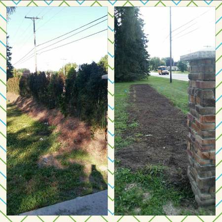 Dead Shrub or Bushes No Problem Call Clean Out Galore LLC Today