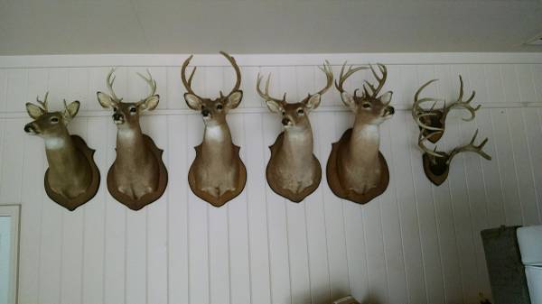 Deer mounts for sale