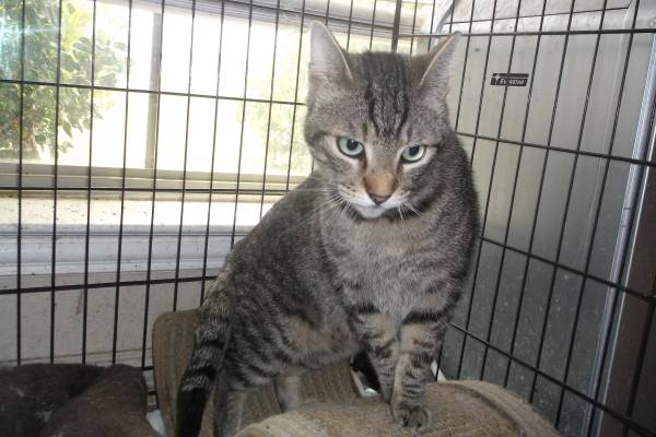Dick Van Dyke beautiful large tabby needs a family (north fort worth)