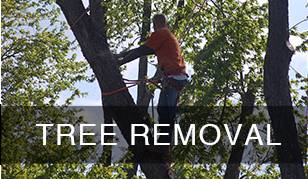 D.J. TREE SERVICE (Fredericksburg)