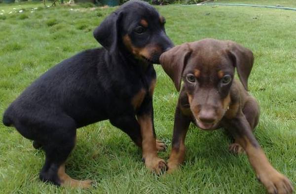 Dobermans