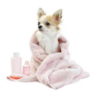 Doesnt your dog deserve a spa day (Warwick)