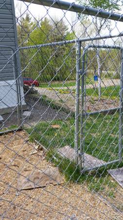 dog fencing kennel