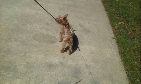 Dog for sale (Gulfport, MS)