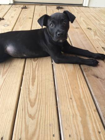 Dog to a good home (Slidell)