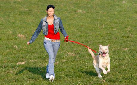 Dog Walking, Dog Care, Check ins, Overnight Stays (Gwinnett)