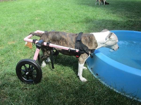 Dog wheelchair (Walkin Wheels)